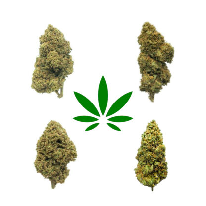 CBD Buds – Provpaket